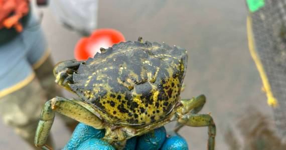 A European green crab captured in Grays Harbor during July 2024. (Washington Department of Fish and Wildlife)