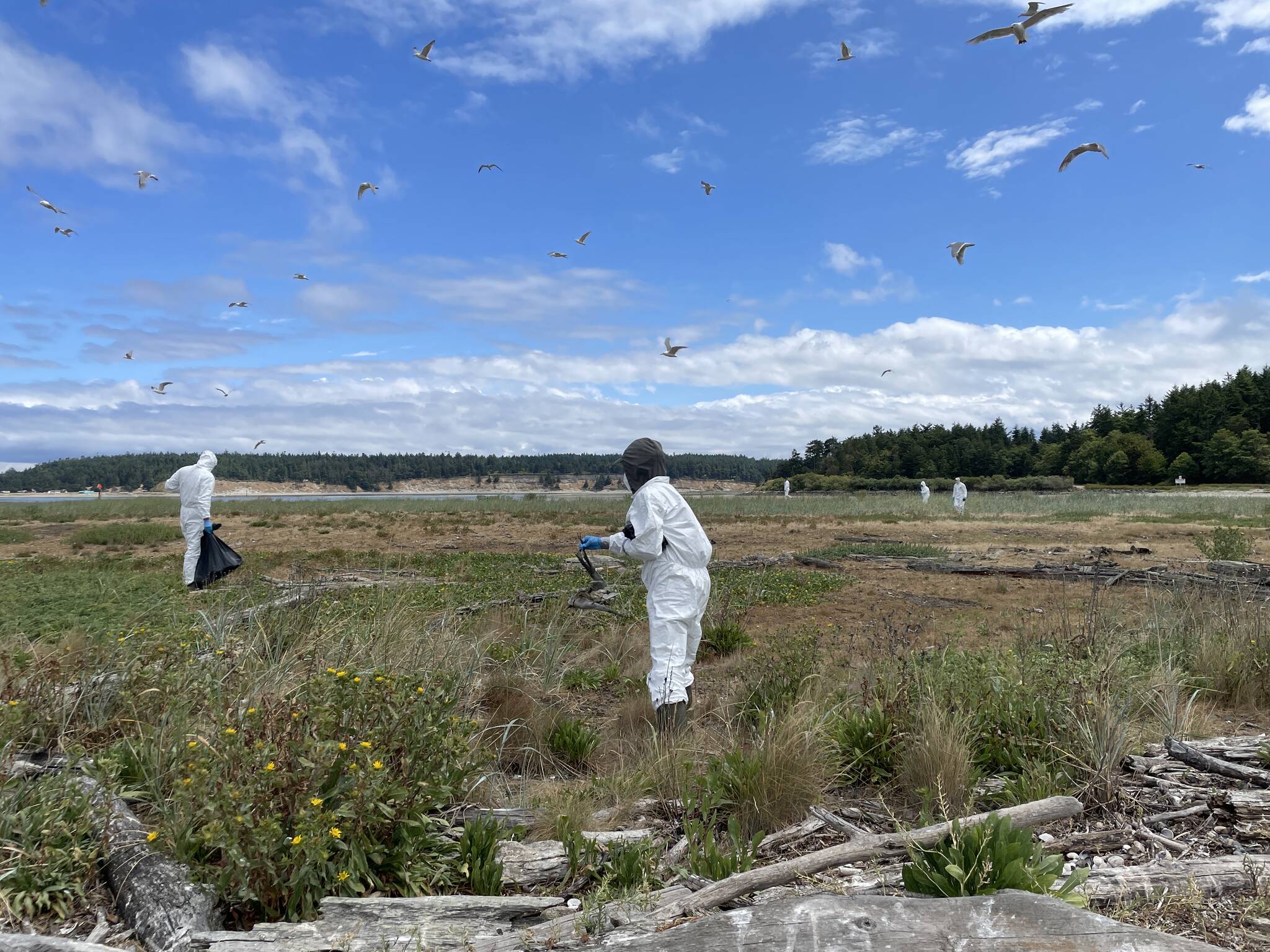 Washington Department of Fish and Wildlife staff clean up Caspian tern carcasses during the bird flu outbreak on Rat Island in Jefferson County, 2023. Photo courtesy of Katherine Haman