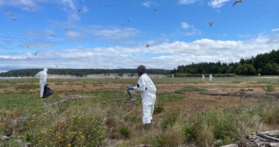 Washington Department of Fish and Wildlife staff clean up Caspian tern carcasses during the bird flu outbreak on Rat Island in Jefferson County, 2023. Photo courtesy of Katherine Haman