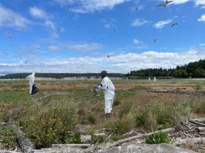 Washington Department of Fish and Wildlife staff clean up Caspian tern carcasses during the bird flu outbreak on Rat Island in Jefferson County, 2023. Photo courtesy of Katherine Haman