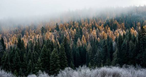 Photo courtesy of U.S. Forest Service 
Colville National Forest in northeast Washington.