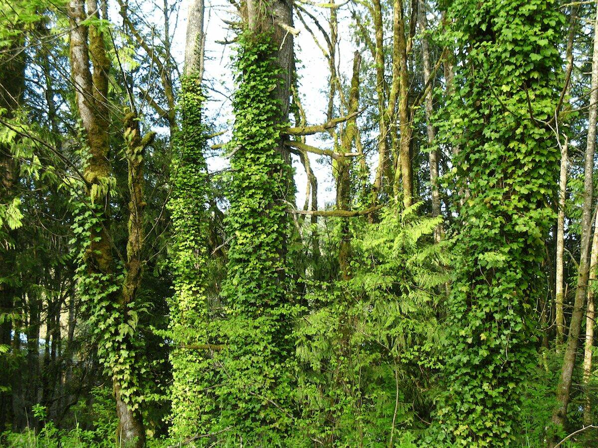 Photo courtesy of the Washington State Noxious Weed Control Board 
English ivy can weaken and in some cases kill trees.