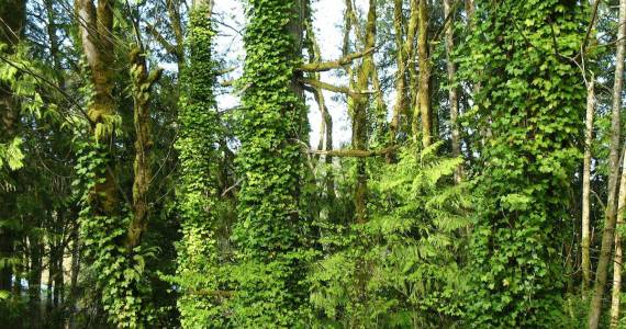 Photo courtesy of the Washington State Noxious Weed Control Board 
English ivy can weaken and in some cases kill trees.