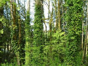 Photo courtesy of the Washington State Noxious Weed Control Board 
English ivy can weaken and in some cases kill trees.
