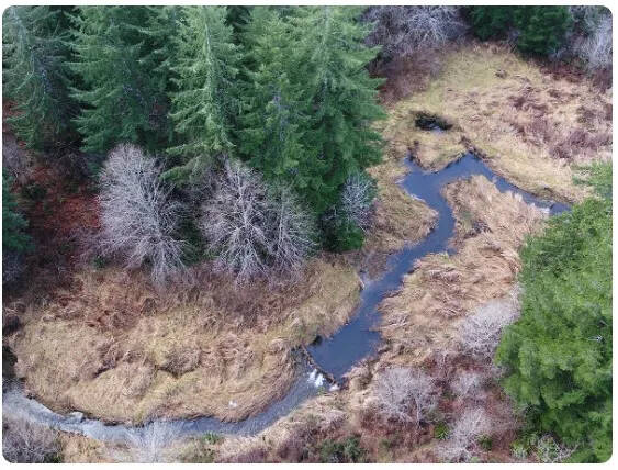 A beaver dam analog, or human-created structure designed to mimic a natural beaver dam, in action on Halsea Creek southeast of Pe Ell. Beaver dams help create ponds and wetlands, which provide important rearing habitat for salmonids and other aquatic species. (Photo courtesy of WDFW)