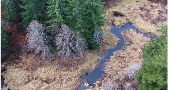 A beaver dam analog, or human-created structure designed to mimic a natural beaver dam, in action on Halsea Creek southeast of Pe Ell. Beaver dams help create ponds and wetlands, which provide important rearing habitat for salmonids and other aquatic species. (Photo courtesy of WDFW)