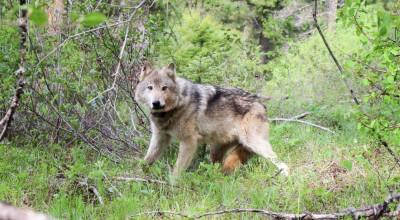A gray wolf. (Washington Department of Fish and Wildlife)