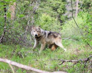 A gray wolf. (Washington Department of Fish and Wildlife)