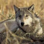 A gray wolf. Photo courtesy of Washington Department of Fish and Wildlife