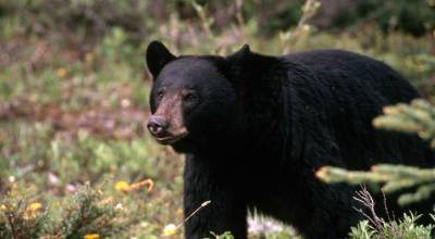 Black bear. Photo courtesy of U.S. Fish and Wildlife Service.