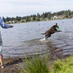 Stevie Ray, 1, leaps out of the water at Lake Ballinger to catch a frisbee thrown by his owner Desiree Husselbee on Friday, May 1, 2026 in Mountlake Terrace, Washington. Husselbee and Stevie Ray walk to the park every day from their home nearby. (Olivia Vanni / The Herald)